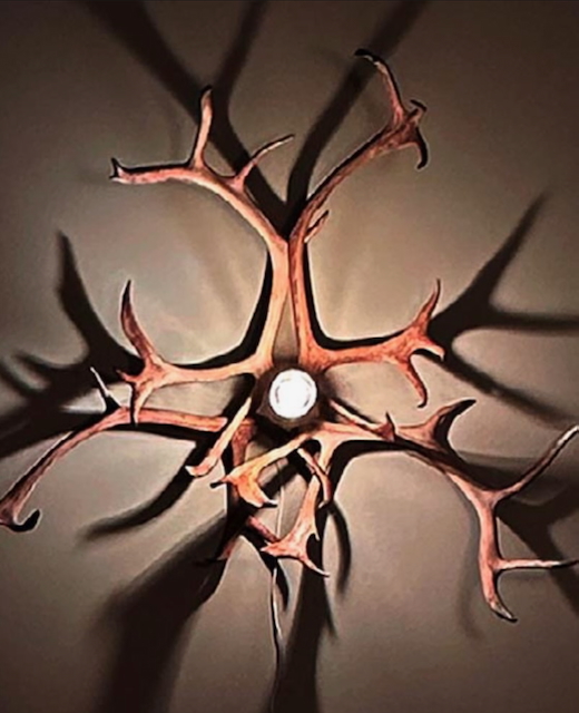 Et nærbilde av en edderkopp